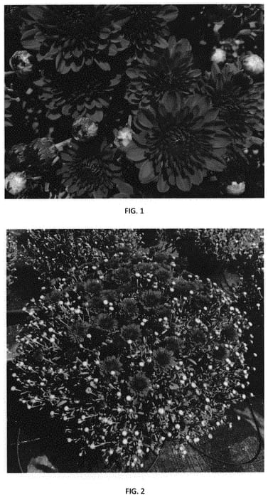 Figure 1 of US plant patent PP31512, the photograph of CIFZ0060 printed in the patent.