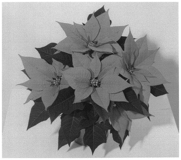 Figure 1 of US plant patent PP31513, the photograph of NPCW18281 printed in the patent.