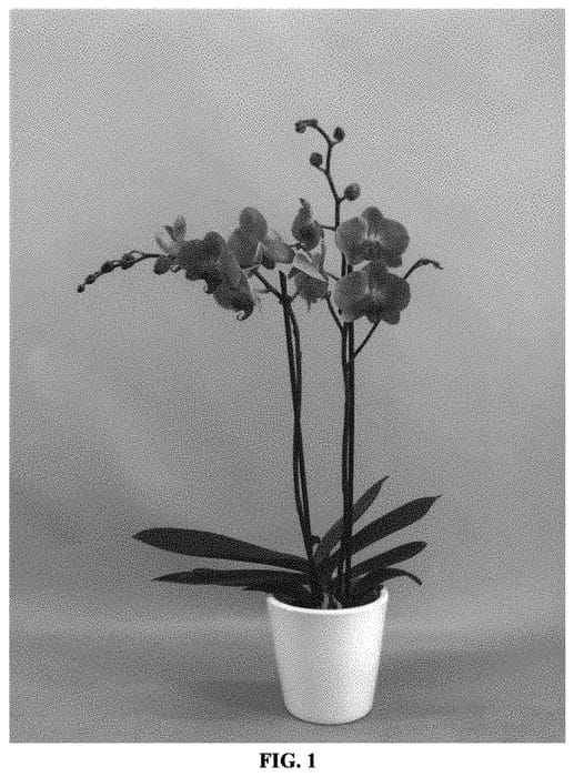 Figure 1 of US plant patent PP31514, the photograph of PHALFEWYP printed in the patent.