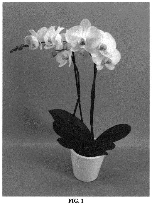 Figure 1 of US plant patent PP31515, the photograph of PHALGOPEL printed in the patent.
