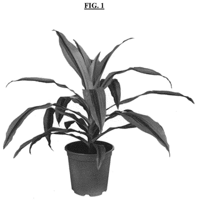 Figure 1 of US plant patent PP31516, the photograph of KRISTI printed in the patent.