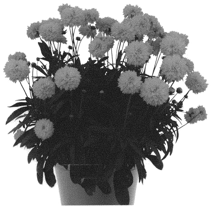 Figure 1 of US plant patent PP31517, the photograph of Docorgranmoons printed in the patent.