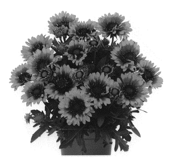 Figure 1 of US plant patent PP31518, the photograph of Dogailredstar printed in the patent.