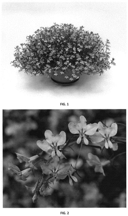 Figure 1 of US plant patent PP31519, the photograph of LOBZ0018 printed in the patent.