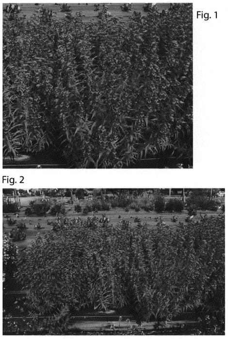 Figure 1 of US plant patent PP31520, the photograph of TNPENHPU printed in the patent.