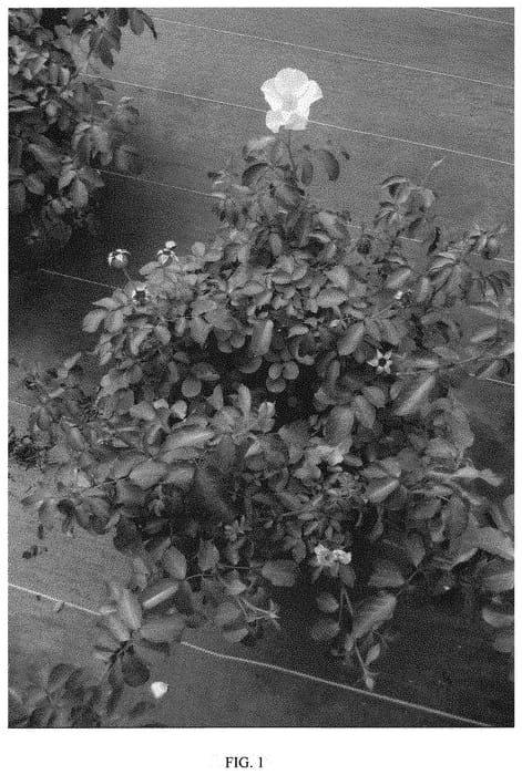 Figure 1 of US plant patent PP31521, the photograph of RUIRD0037A printed in the patent.