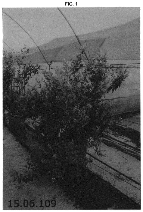 Figure 1 of US plant patent PP31522, the photograph of Plablue 15122 printed in the patent.