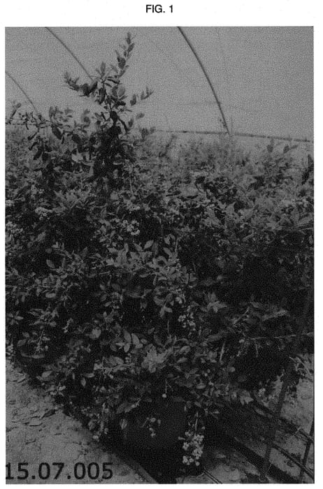 Figure 1 of US plant patent PP31523, the photograph of Plablue 1525 printed in the patent.