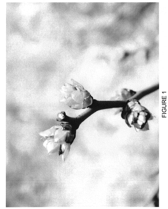 Figure 1 of US plant patent PP31524, the photograph of BB06-343MI-16 printed in the patent.
