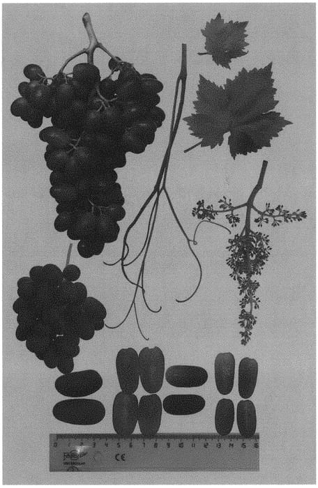 Figure 1 of US plant patent PP31525, the photograph of Sheegene 103 printed in the patent.