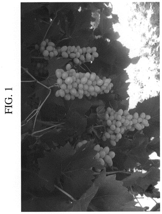 Figure 1 of US plant patent PP31526, the photograph of Compassion printed in the patent.