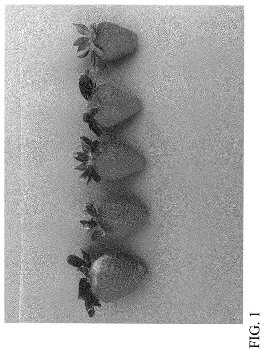 Figure 1 of US plant patent PP31527, the photograph of DrisStrawSixtyTwo printed in the patent.