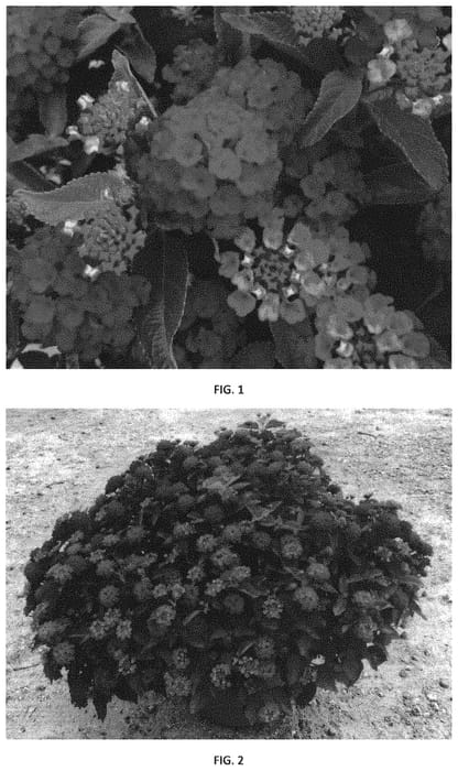 Figure 1 of US plant patent PP31528, the photograph of LANZ0026 printed in the patent.
