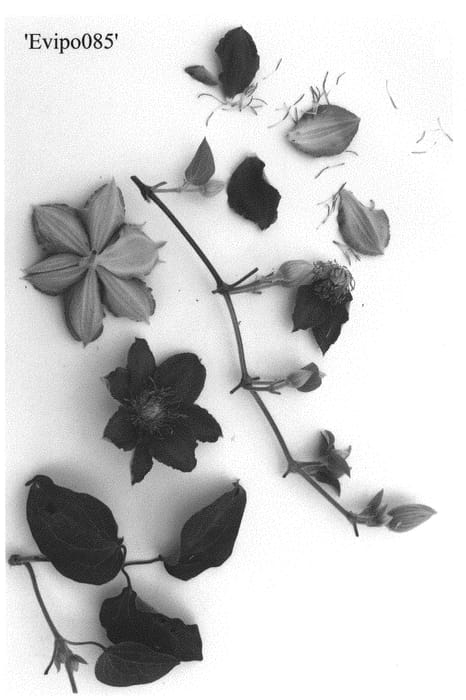 Figure 1 of US plant patent PP31529, the photograph of Evipo085 printed in the patent.