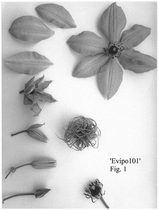 Figure 1 of US plant patent PP31530, the photograph of Evipo101 printed in the patent.