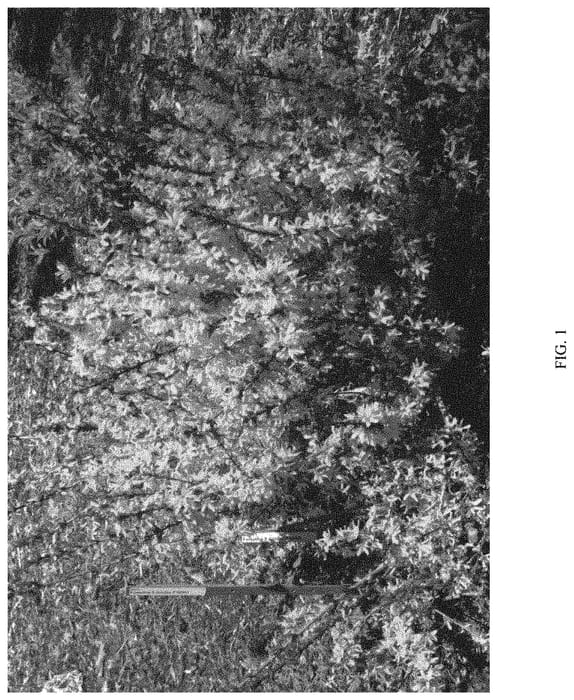 Figure 1 of US plant patent PP31531, the photograph of SMFXGP printed in the patent.