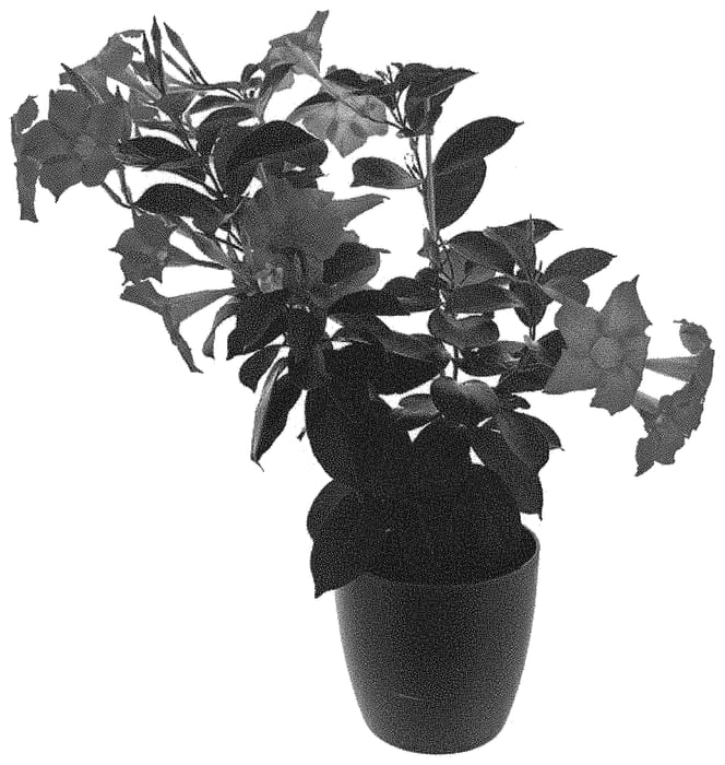 Figure 1 of US plant patent PP31532, the photograph of Inmanbep19 printed in the patent.