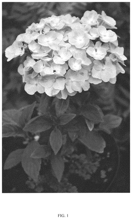Figure 1 of US plant patent PP31533, the photograph of COUMONT printed in the patent.