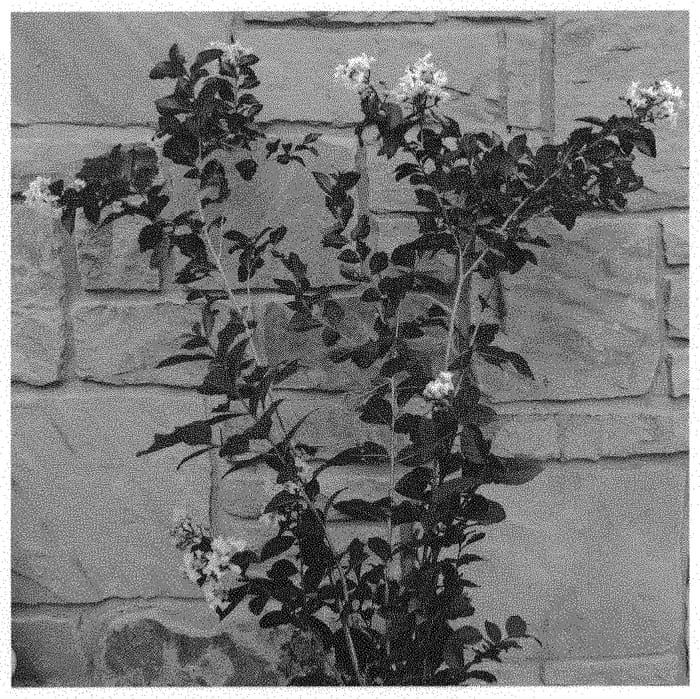 Figure 1 of US plant patent PP31534, the photograph of JM4 printed in the patent.