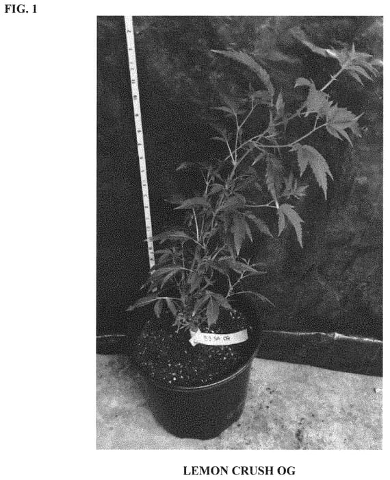 Figure 1 of US plant patent PP31535, the photograph of LEMON CRUSH OG printed in the patent.