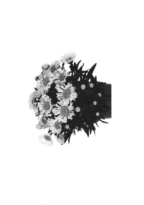 Figure 1 of US plant patent PP31536, the photograph of Doleuswedaso printed in the patent.
