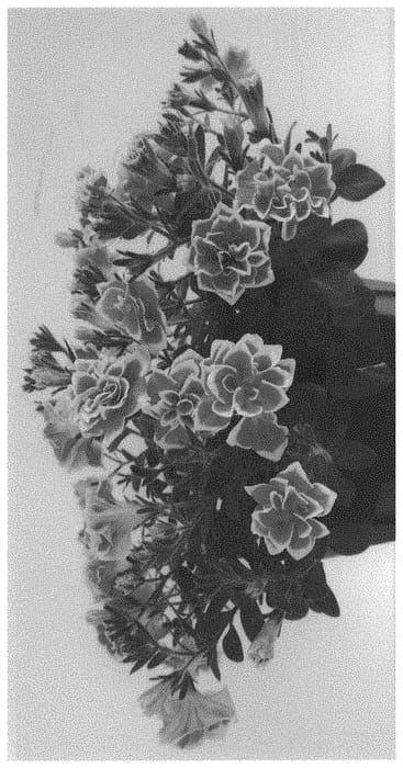 Figure 1 of US plant patent PP31538, the photograph of MIPEHR436 printed in the patent.