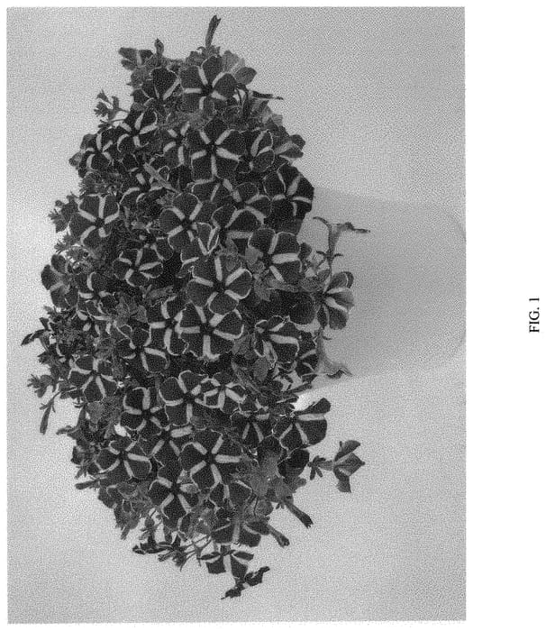 Figure 1 of US plant patent PP31539, the photograph of DPETCPGEM printed in the patent.