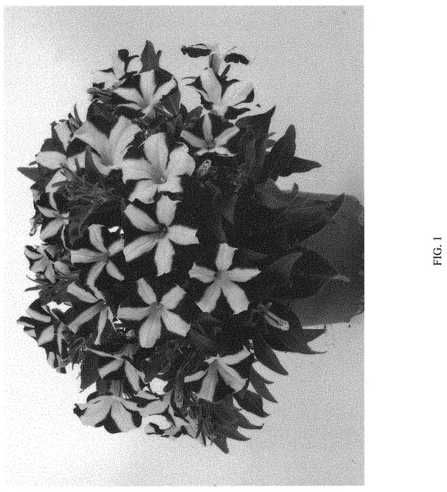 Figure 1 of US plant patent PP31540, the photograph of DAMORPURP printed in the patent.