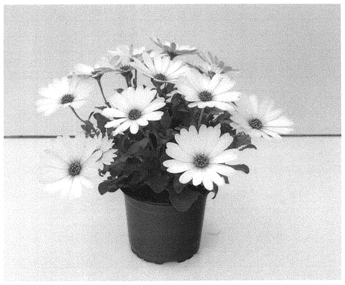 Figure 1 of US plant patent PP31541, the photograph of KLEOE18301 printed in the patent.