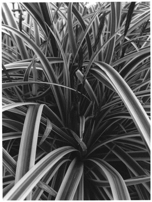 Figure 1 of US plant patent PP31542, the photograph of MMCream printed in the patent.