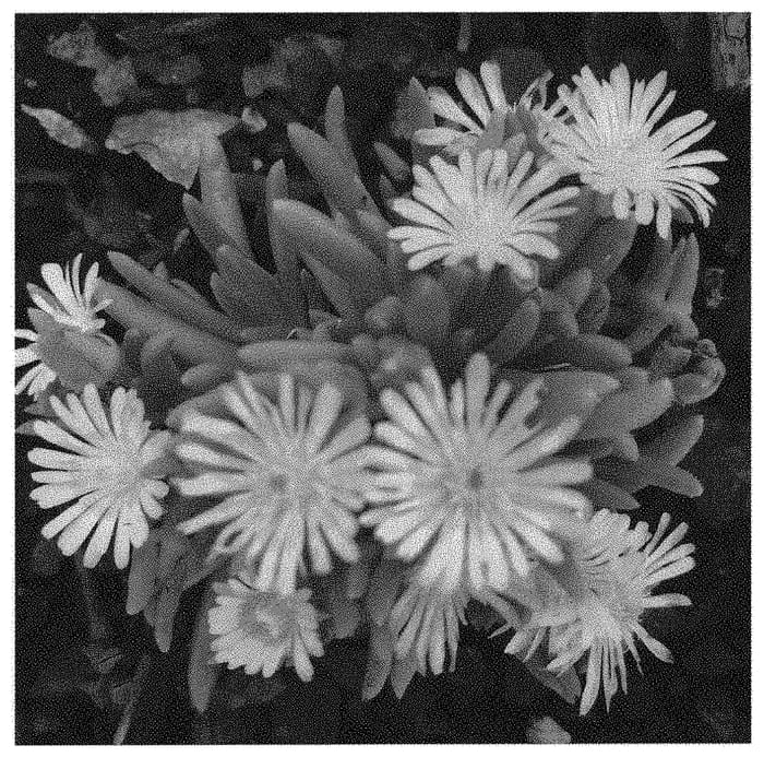 Figure 1 of US plant patent PP31543, the photograph of Mountain Dew printed in the patent.