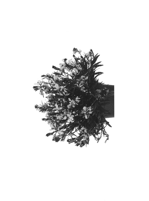 Figure 1 of US plant patent PP31544, the photograph of Dogaurgralightpink printed in the patent.