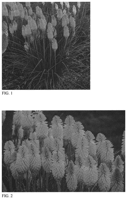 Figure 1 of US plant patent PP31545, the photograph of Orange Blaze printed in the patent.