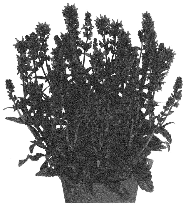 Figure 1 of US plant patent PP31546, the photograph of Dosaskimi printed in the patent.