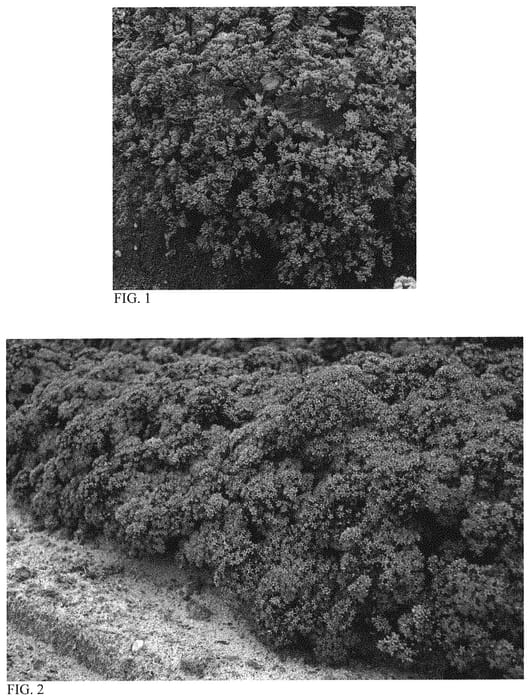 Figure 1 of US plant patent PP31547, the photograph of Superstar printed in the patent.