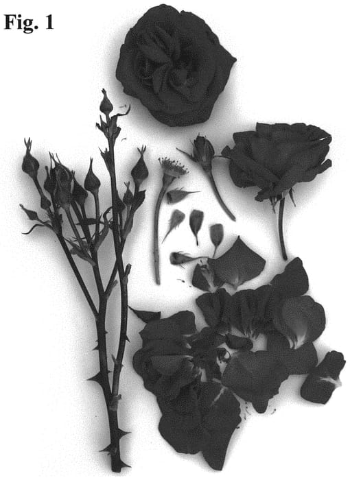 Figure 1 of US plant patent PP31548, the photograph of Poulpal072 printed in the patent.