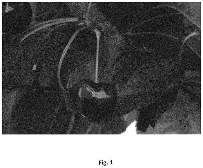 Figure 1 of US plant patent PP31549, the photograph of Prim 31 printed in the patent.