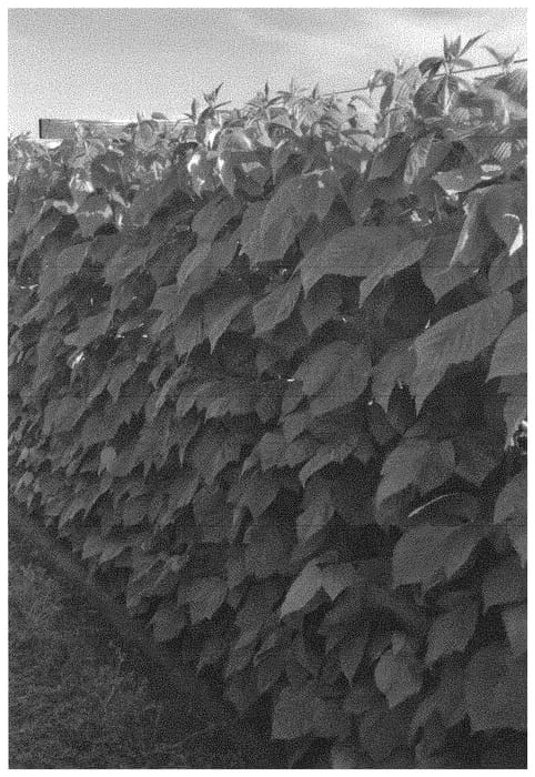 Figure 1 of US plant patent PP31550, the photograph of Rafiki printed in the patent.