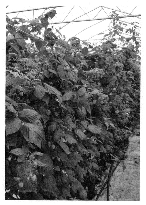 Figure 1 of US plant patent PP31551, the photograph of Sarafina printed in the patent.