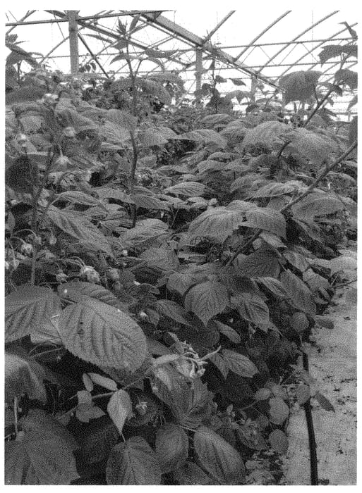 Figure 1 of US plant patent PP31552, the photograph of Shani printed in the patent.