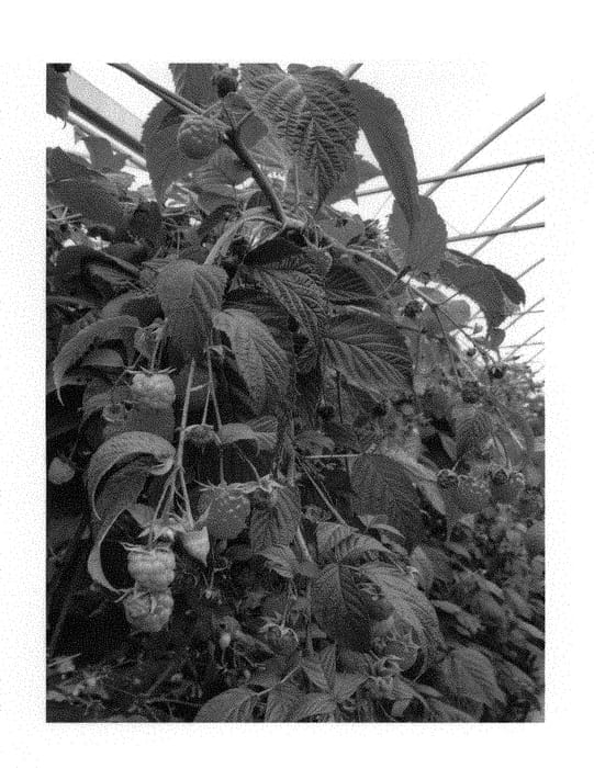 Figure 1 of US plant patent PP31553, the photograph of Wengi printed in the patent.