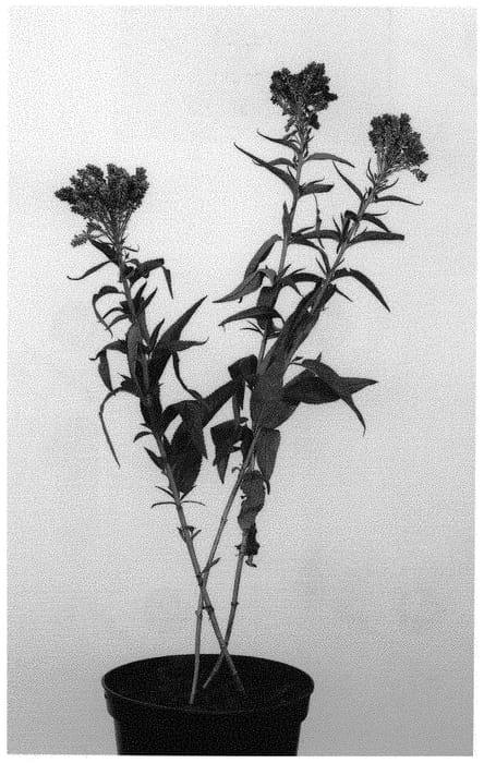 Figure 1 of US plant patent PP31554, the photograph of Allfount printed in the patent.