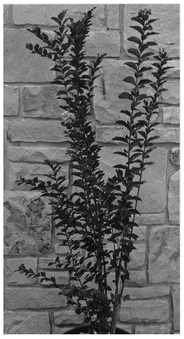 Figure 1 of US plant patent PP31555, the photograph of JM3 printed in the patent.