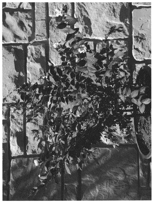 Figure 1 of US plant patent PP31556, the photograph of JM6 printed in the patent.