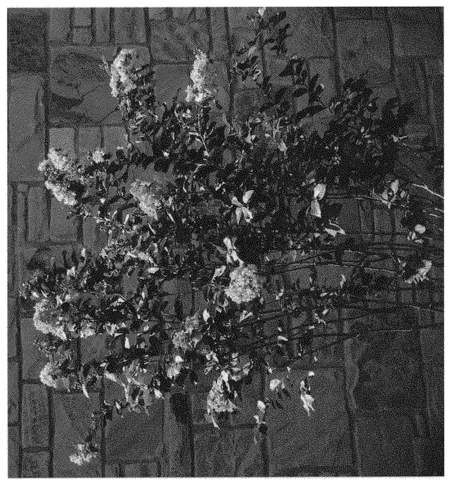 Figure 1 of US plant patent PP31557, the photograph of JM5 printed in the patent.