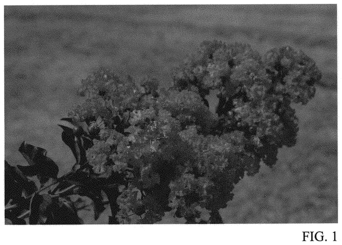 Figure 1 of US plant patent PP31558, the photograph of DJ 06-14 printed in the patent.