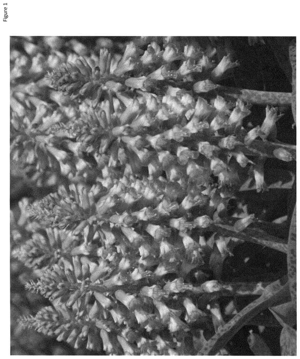 Figure 1 of US plant patent PP31559, the photograph of Radient printed in the patent.