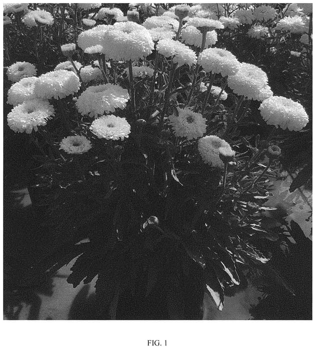 Figure 1 of US plant patent PP31560, the photograph of Real Deal printed in the patent.