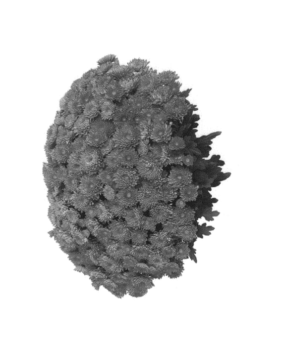 Figure 1 of US plant patent PP31561, the photograph of Domsunaci printed in the patent.