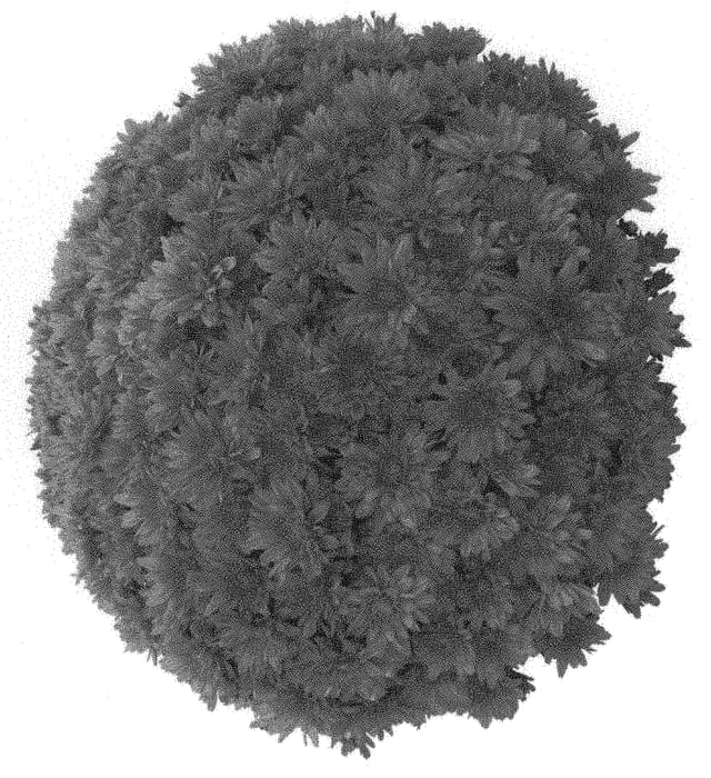 Figure 1 of US plant patent PP31562, the photograph of Dommagor printed in the patent.